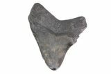 Fossil Megalodon Tooth - Georgia #151544-2